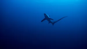 Thresher Shark Deep Blue Ocean Wallpaper