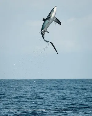 Thresher Shark Mid Air Leap Wallpaper