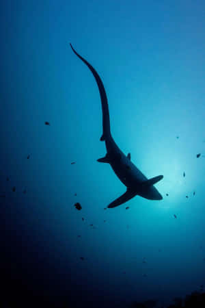 Thresher Shark Silhouette Underwater Wallpaper