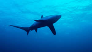 Thresher Shark Silhouette Underwater Wallpaper