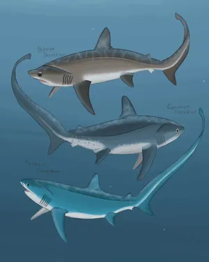 Thresher Shark Species Illustration Wallpaper