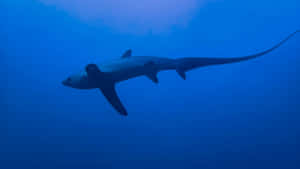 Thresher Shark Swimming Deep Blue Wallpaper