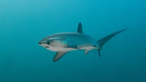 Thresher Shark Swimming Underwater.jpg Wallpaper