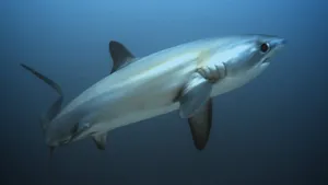 Thresher Shark Underwater Wallpaper