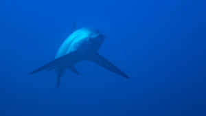 Thresher Shark Underwater Wallpaper