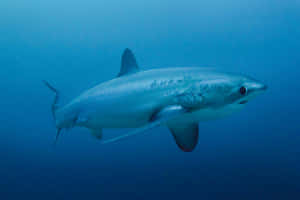 Thresher Shark Underwater Wallpaper