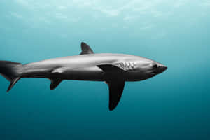 Thresher Shark Underwater Photography Wallpaper