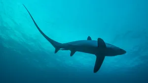 Thresher Shark Underwater Silhouette Wallpaper