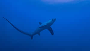 Thresher Shark Underwater Silhouette Wallpaper