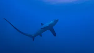 Thresher Shark Underwater Silhouette Wallpaper
