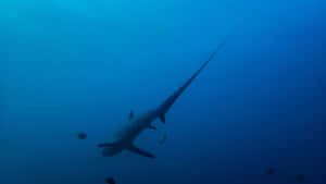 Thresher Shark Underwater Silhouette Wallpaper