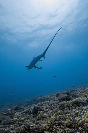 Thresher Shark Underwater Swim Wallpaper