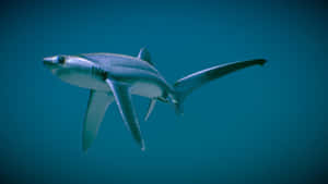 Thresher Shark Underwater Swimming Wallpaper