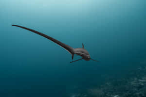 Thresher Shark Underwater Swimming.jpg Wallpaper