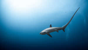 Thresher Shark Underwater Swimming Wallpaper