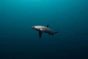 Thresher Sharkin Deep Blue Water Wallpaper