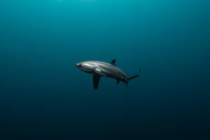 Thresher Sharkin Deep Blue Water Wallpaper