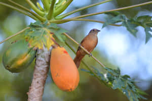 Thrush Bird Perched Near Papaya Wallpaper