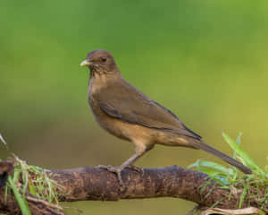 Thrush Bird Perchedon Branch Wallpaper