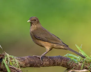 Thrush Bird Perchedon Branch Wallpaper