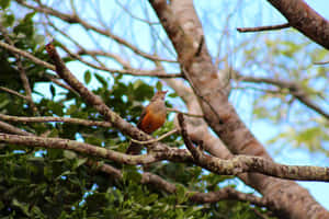 Thrush Bird Perchedon Tree Branch Wallpaper