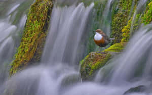 Thrush Birdby Waterfall Wallpaper