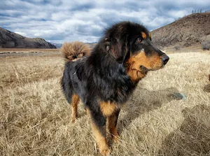 Tibetan Mastiff In Mongolias Wallpaper