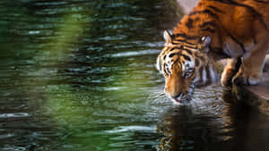 Tiger Approaching Water4 K Wallpaper