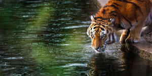 Tiger Approaching Water4 K Wildlife Wallpaper