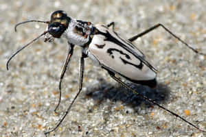 Tiger Beetle Cicindela Hybrida Wallpaper