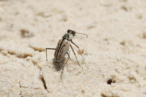 Tiger Beetleon Sand Wallpaper