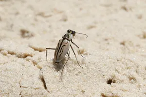 Tiger Beetleon Sand Wallpaper