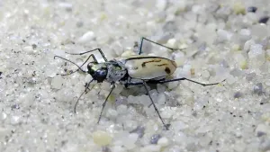 Tiger Beetleon Sandy Terrain Wallpaper