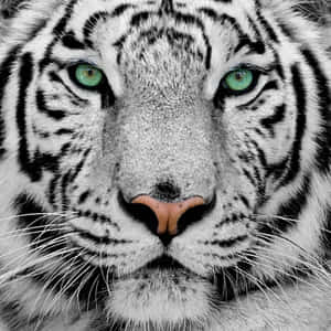 Tiger Face With Cyan Eye Wallpaper