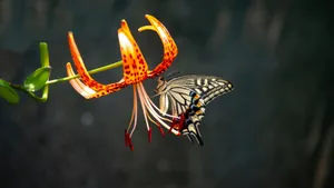 Tiger Lily And Butterfly Wallpaper
