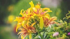 Tiger Lily Bloom Closeup Wallpaper