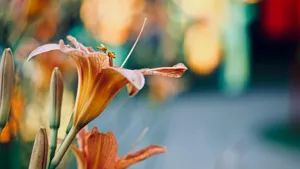 Tiger Lily Bloom Closeup Wallpaper