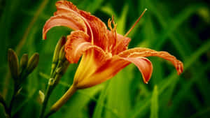 Tiger Lily Bloom Wallpaper
