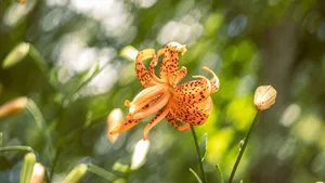 Tiger Lily Bloom Wallpaper