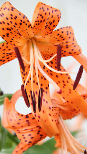 Tiger Lily Close Up Wallpaper
