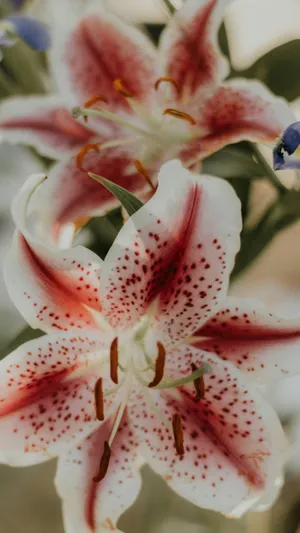 Tiger Lily Close Up Wallpaper