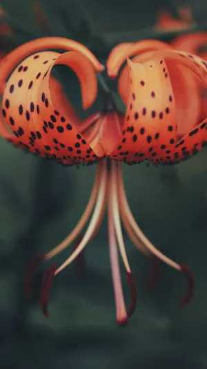 Tiger Lily Close Up Wallpaper