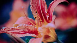 Tiger Lily Close Up Wallpaper