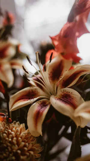 Tiger Lily Close Up Wallpaper