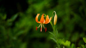 Tiger Lily Flower Bloom Wallpaper