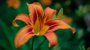 Tiger Lily Flower Bloom Wallpaper