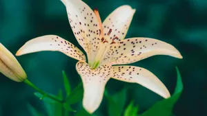 Tiger Lily Flower Close Up Wallpaper