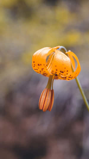 Tiger Lily Flower Close Up Wallpaper