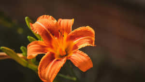 Tiger Lily Flower Close Up Wallpaper