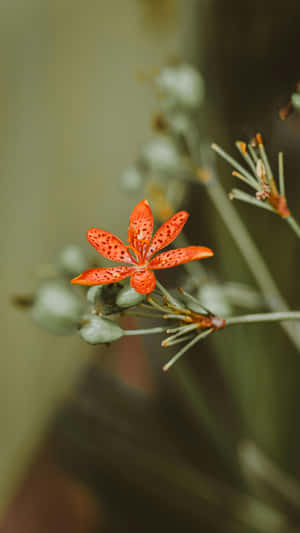 Tiger Lily Flower Close Up Wallpaper